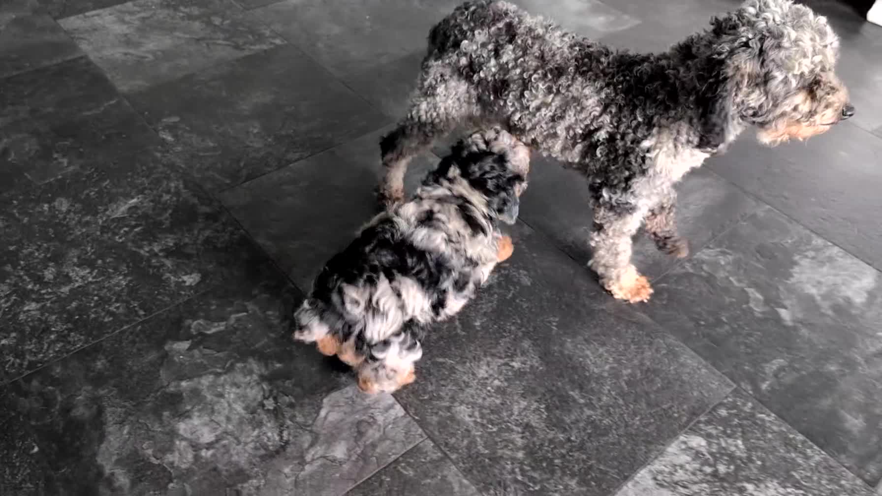 Toy Poodle dogs for sale: Zion - Video 3