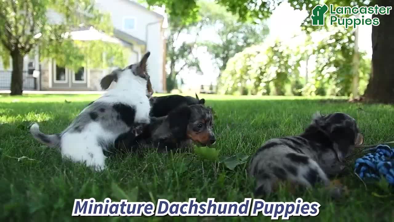 Miniature Dachshund dogs for sale: Kya - Video 1