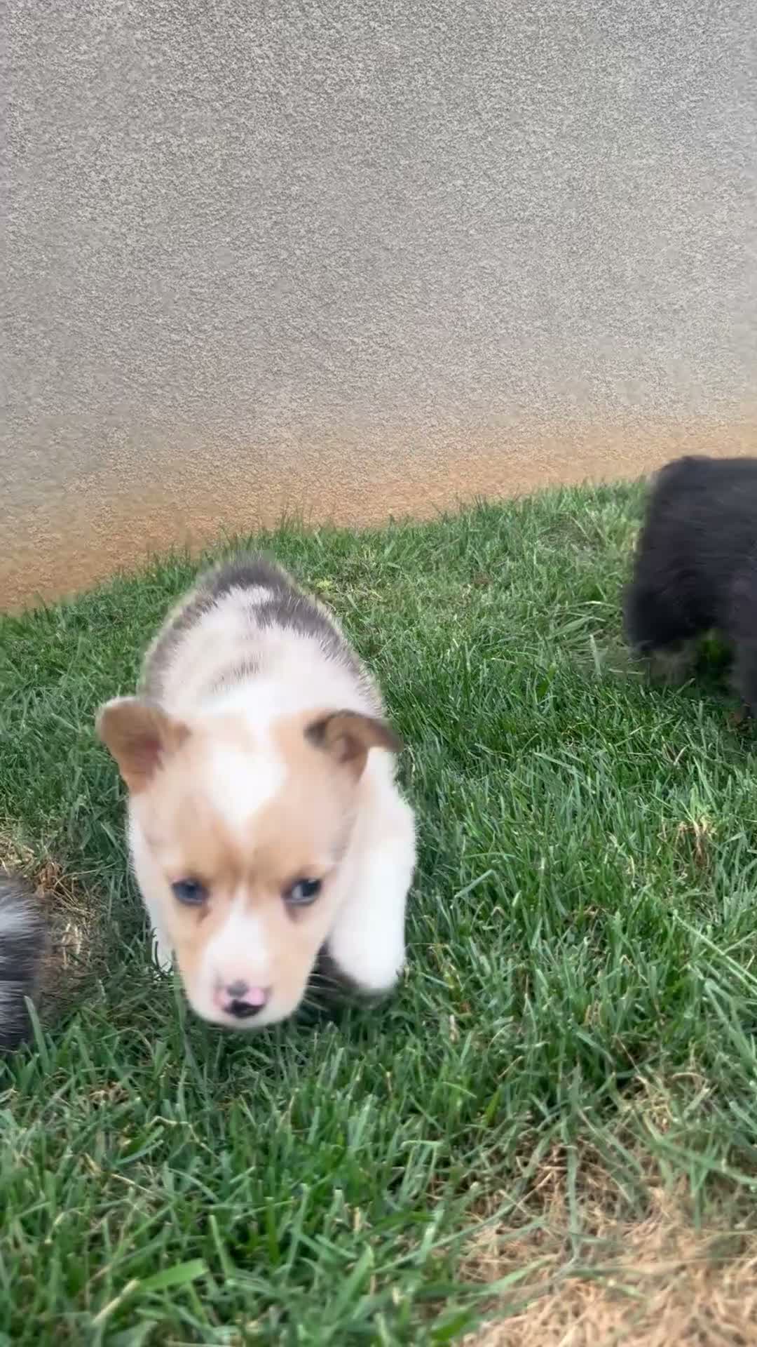 Welsh Corgi Pembroke dogs for sale: Tiffany - Video 1