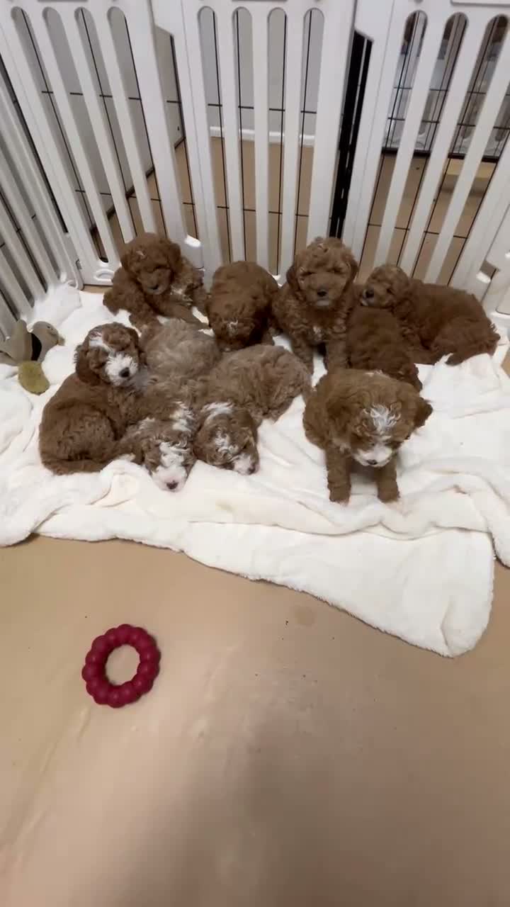 Mini Goldendoodle dogs for sale: Petite Mini Goldendoodle Coco - Video 2