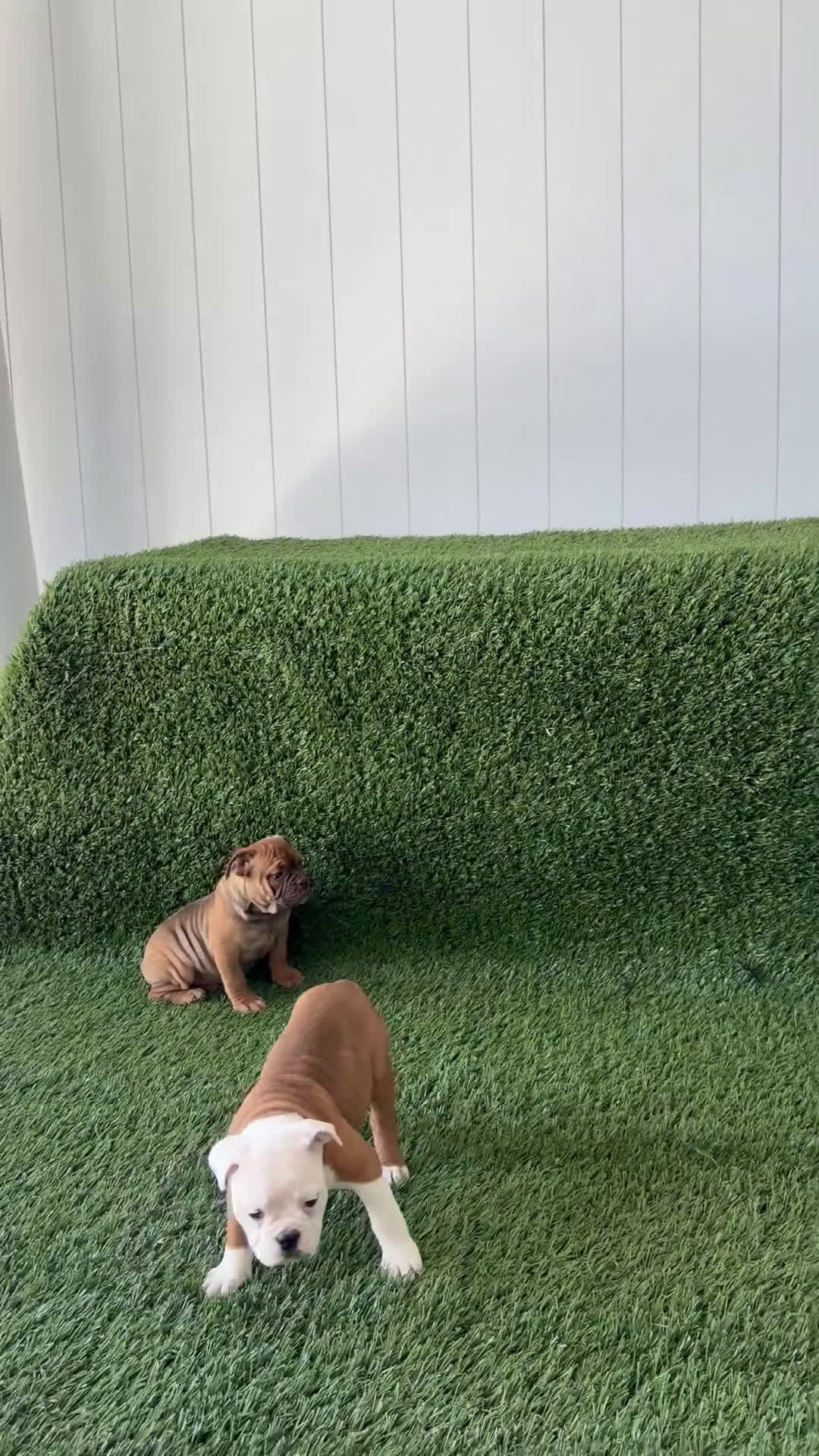 Olde English Bulldogge dogs for sale: Millie - Video 3