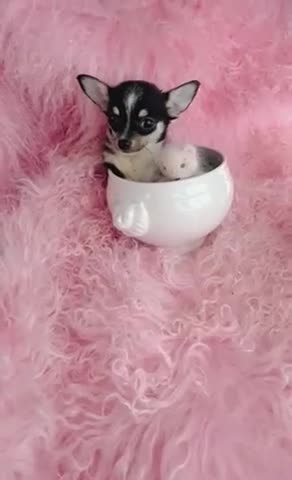 Chihuahua dogs for sale: Chihuahua 1 - Video 2