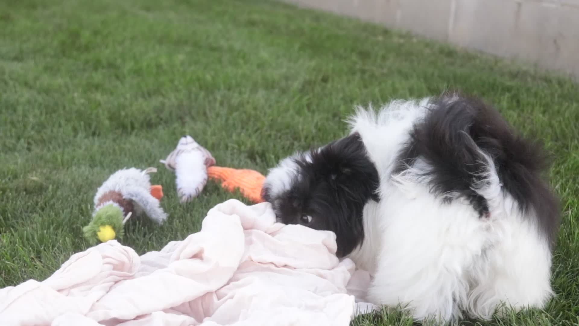 Havanese dogs for sale: Ivan Havanese Puppy  - Video 2