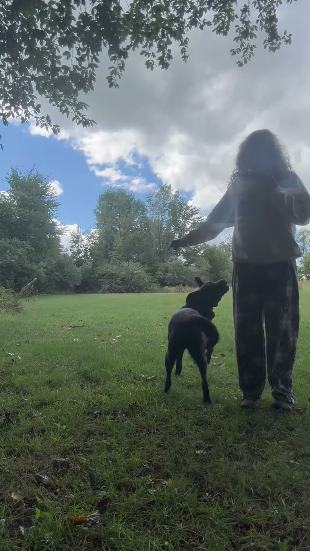 Mixed Breed dogs for sale: Nellie - Video 1