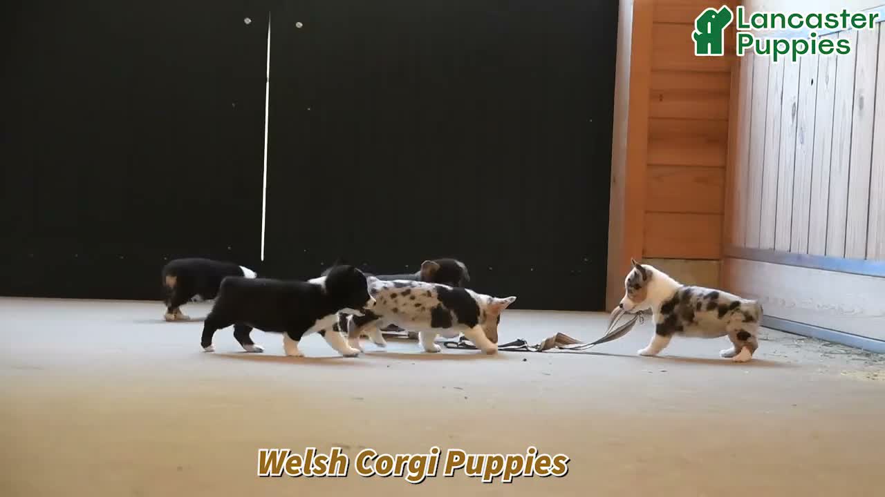 Welsh Corgi Pembroke dogs for sale: Ryder - Video 1