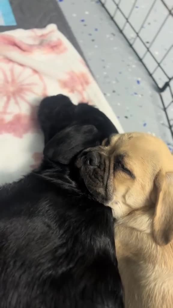 Mixed Breed dogs for sale: Mixed Breed 3 - Video 2