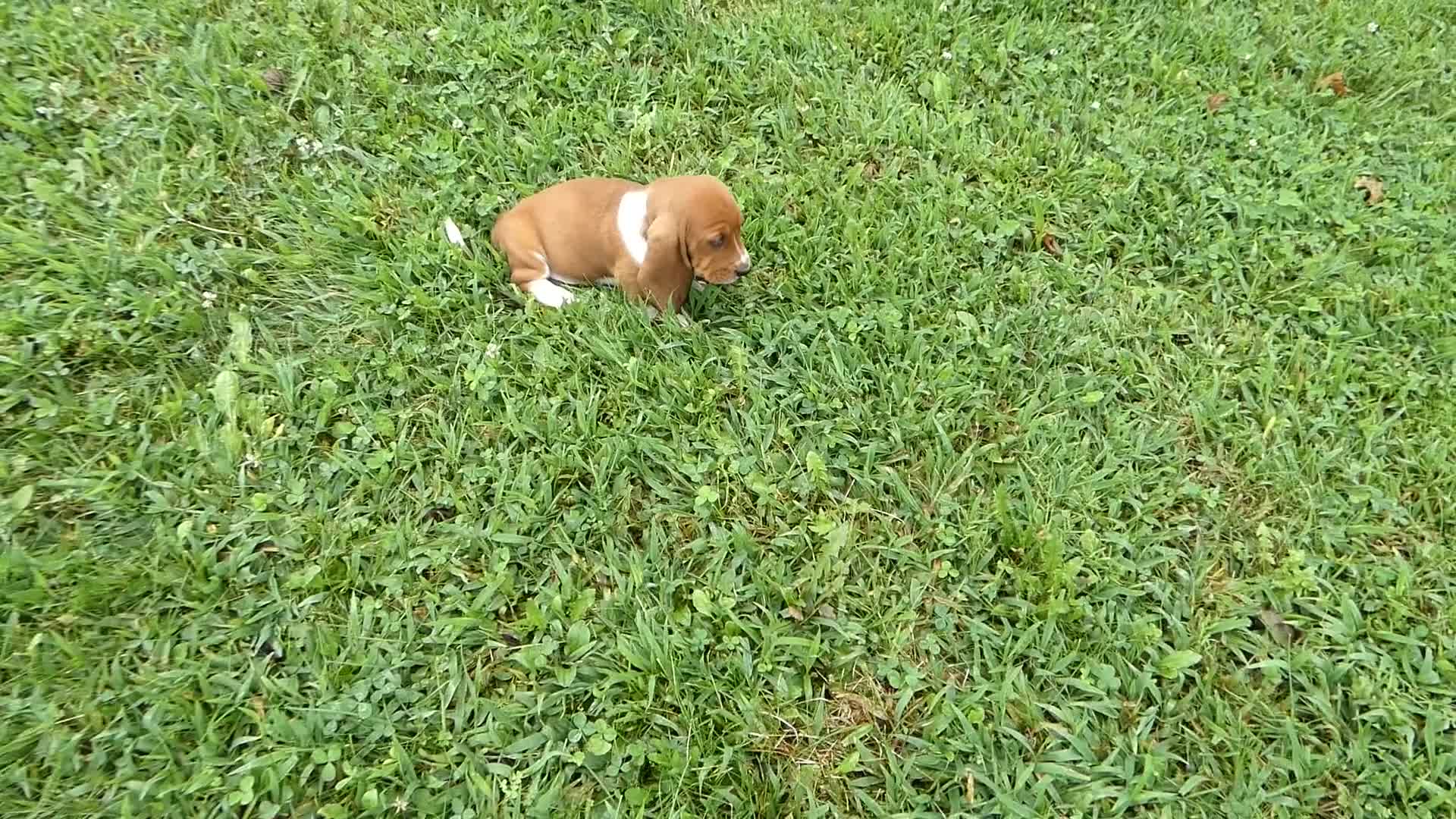 Basset Hound dogs for sale: Basset Hound 6 Goldie - Video 1