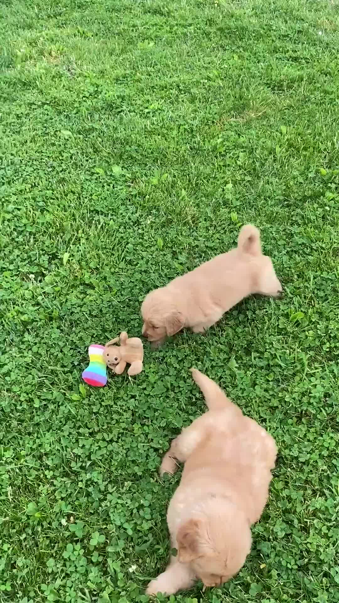 Golden Retriever dogs for sale: Golden Retriever Macho - Video 2