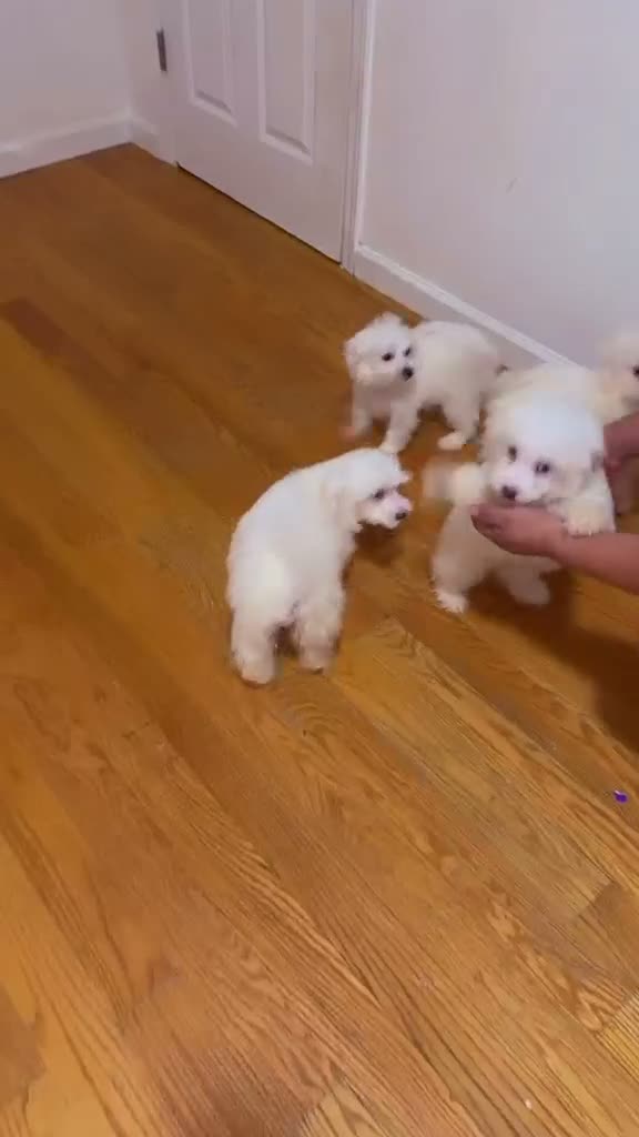 Maltese dogs for sale: Koa - Video 1
