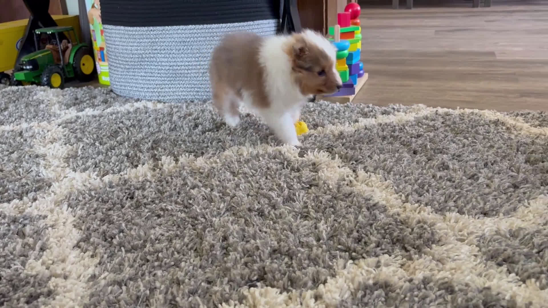 Mixed Breed dogs for sale: Sadie - Video 1