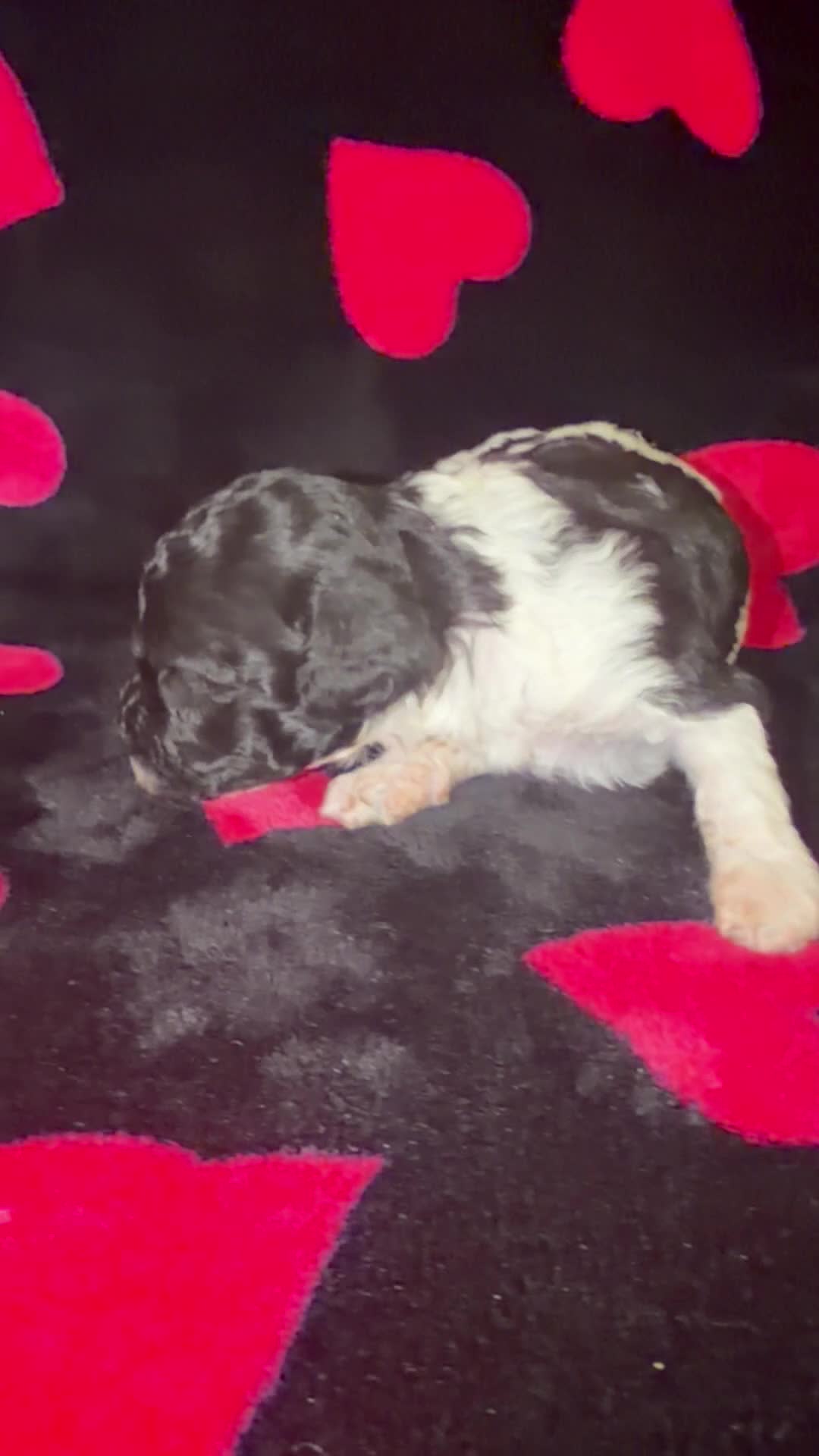 Toy Poodle dogs for sale: Liza - Video 1