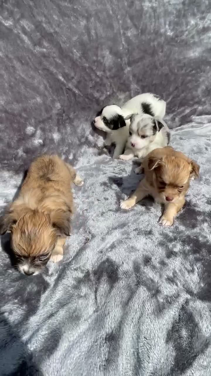 Chihuahua dogs for sale: Chihuahua 1 - Video 1