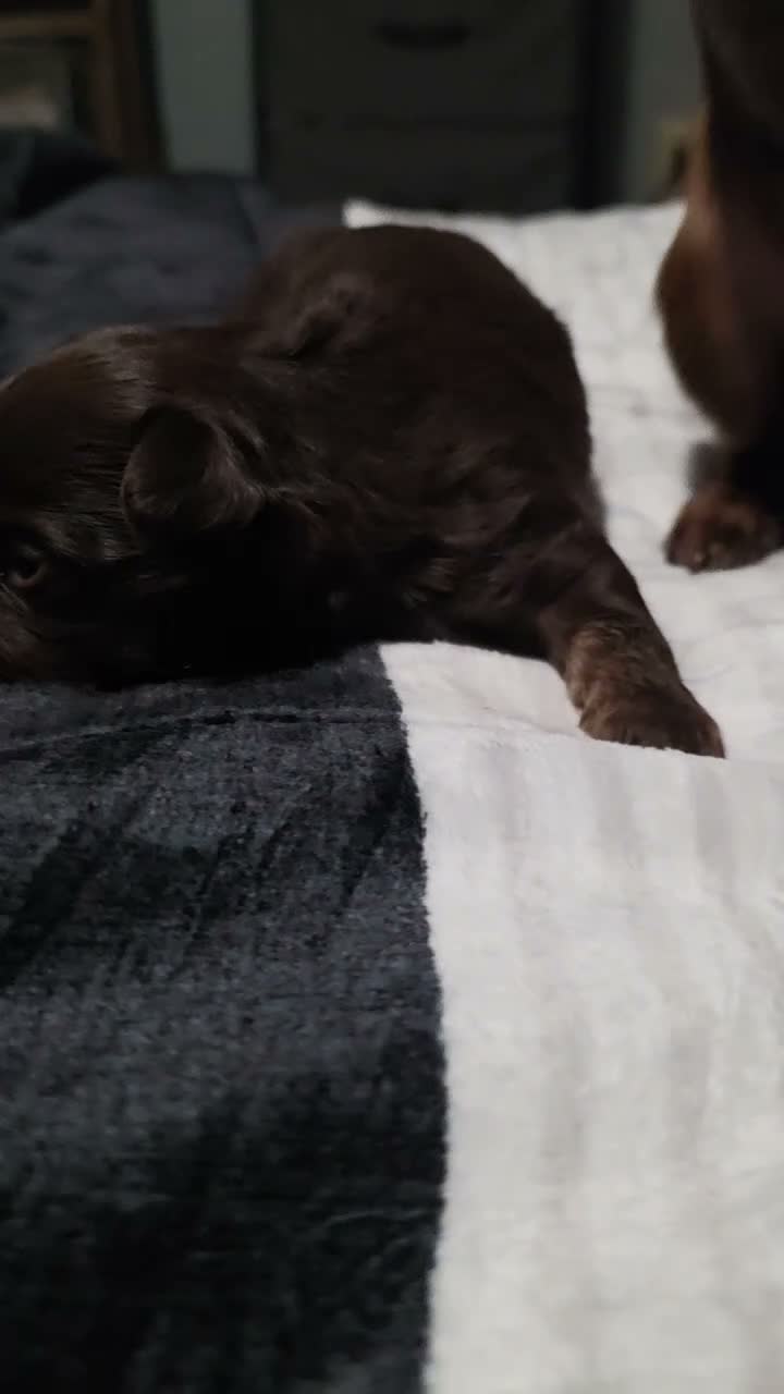 Chihuahua dogs for sale: Miracle  - Video 1