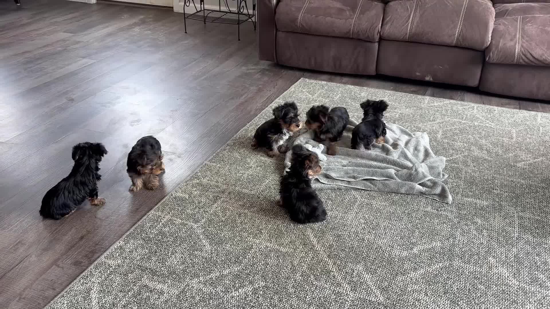 Yorkshire Terrier dogs for sale: Marci - Video 2
