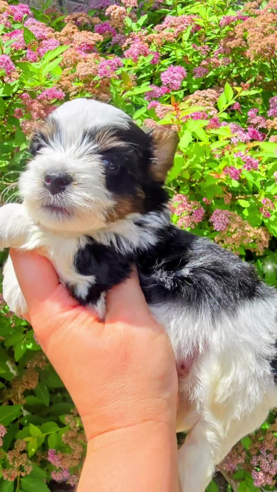 Biewer Terrier dogs for sale: Biewer Terrier 3 - Video 1