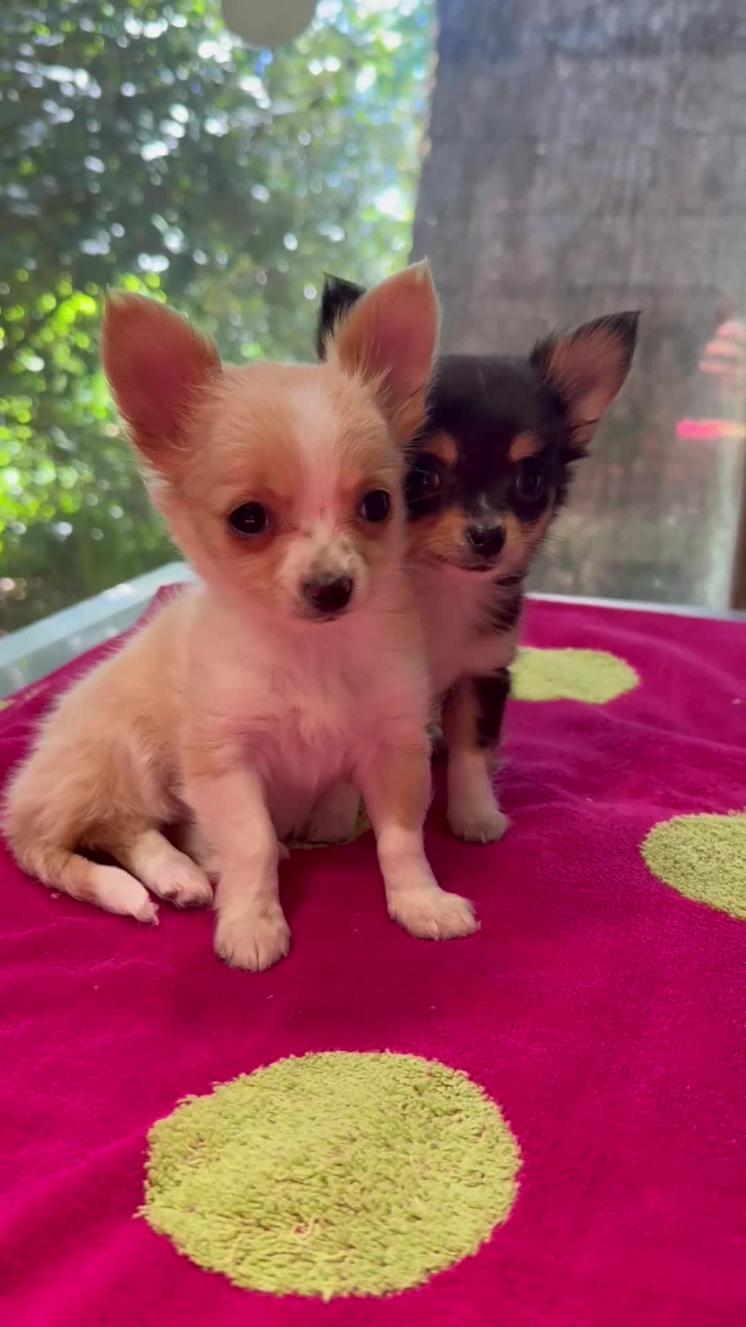 Chihuahua dogs for sale: AKC Luna - Video 2
