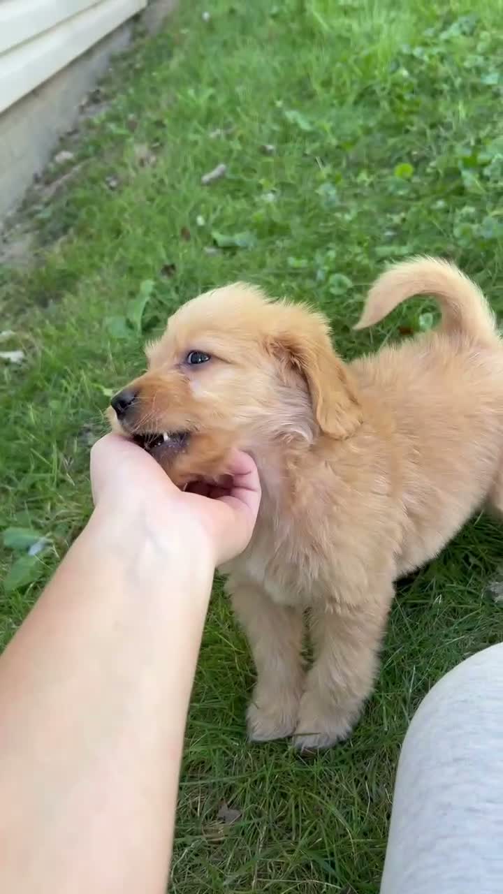 Mini Goldendoodle dogs for sale: Duke 💎 - Video 1