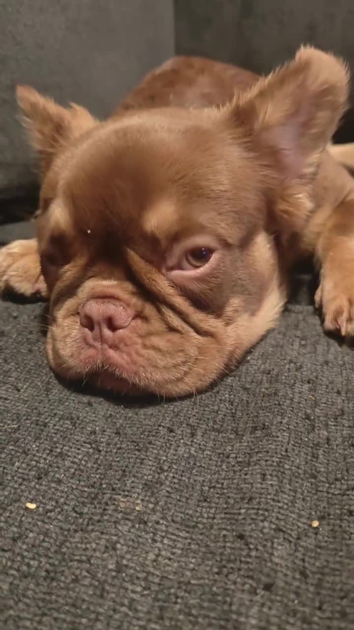 French Bulldog dogs for sale: Bella - Video 1