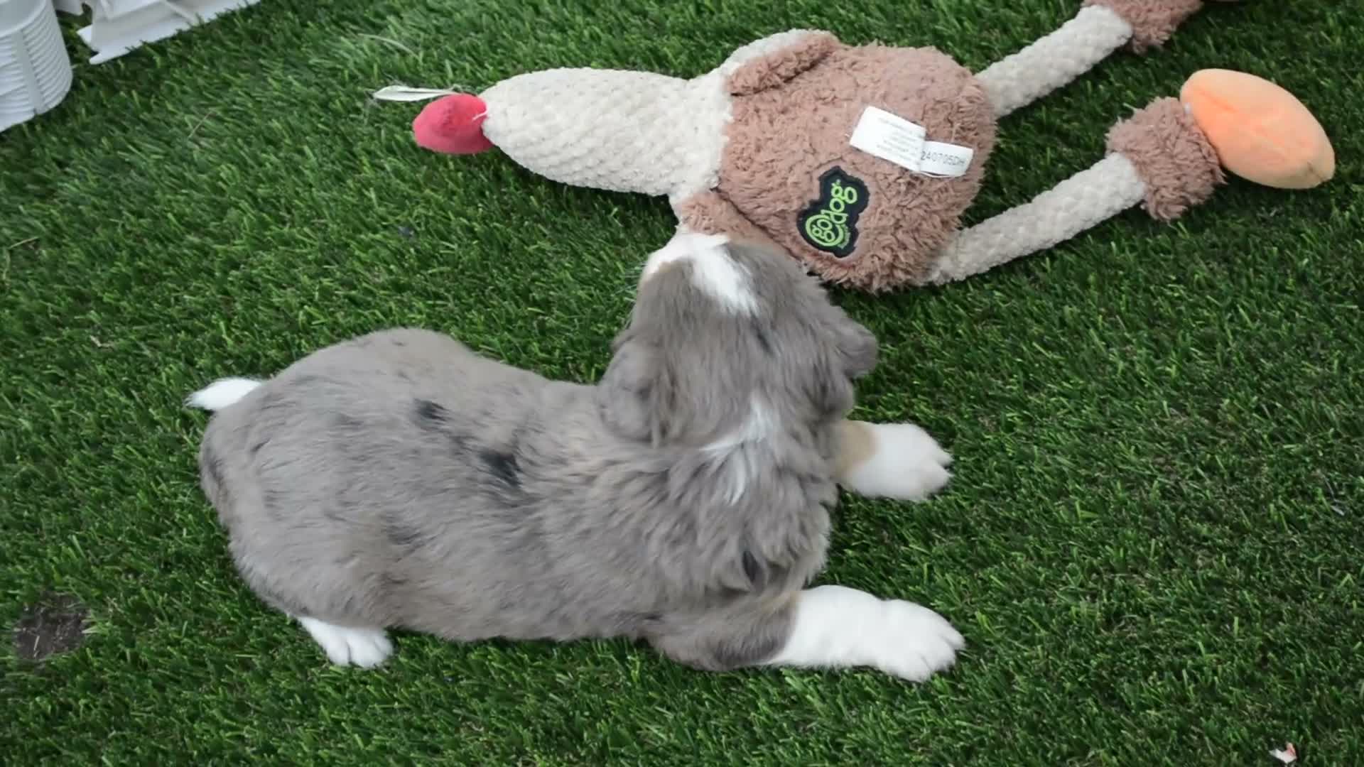 Mini Bernedoodle dogs for sale: Rosie - Video 2