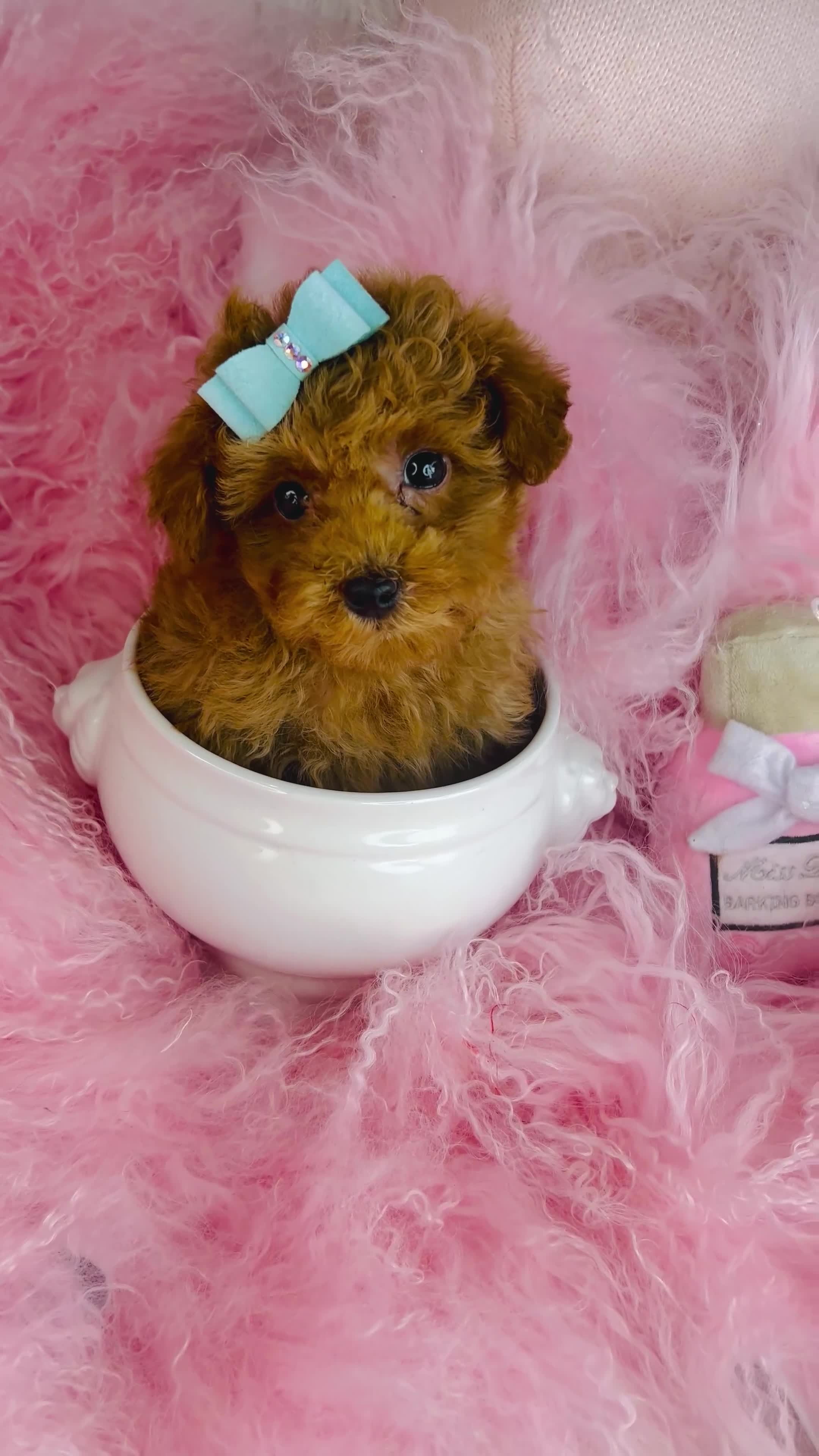 Toy Poodle dogs for sale: Toy Poodle Puppy 1 - Video 1