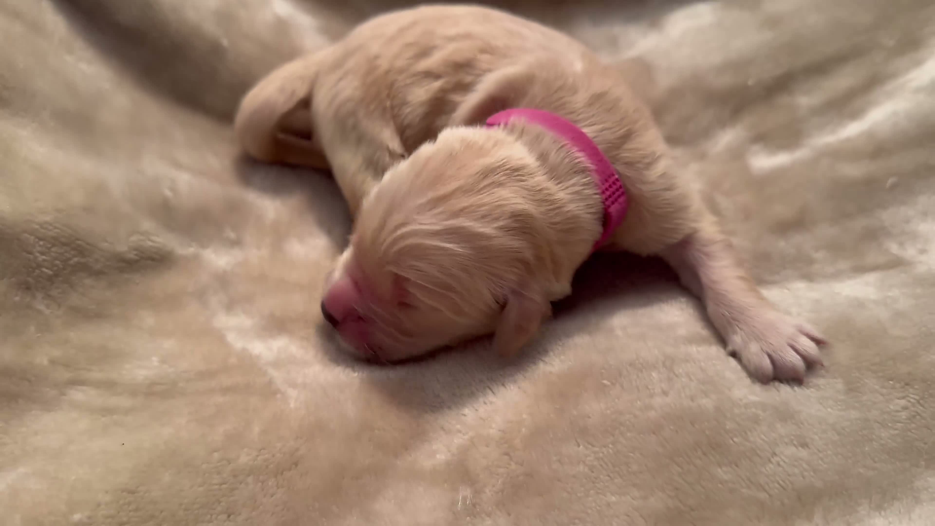 Golden Retriever dogs for sale: Golden Retriever 7 - Video 1