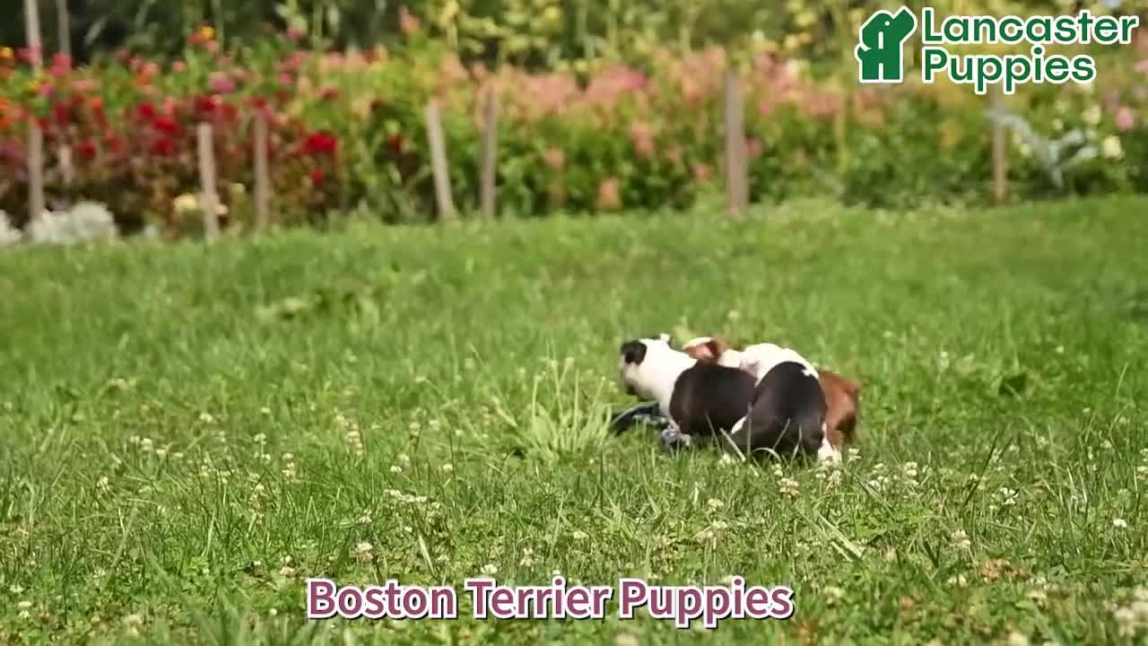 Boston Terrier dogs for sale: Bryce - Video 1