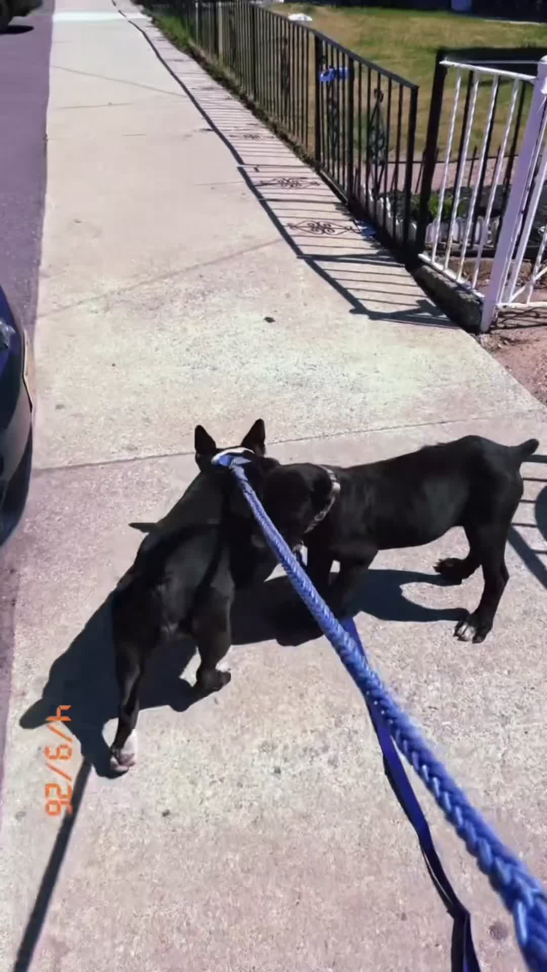 Cane Corso dogs for sale: Cane Corso Puppy 1 - Video 3