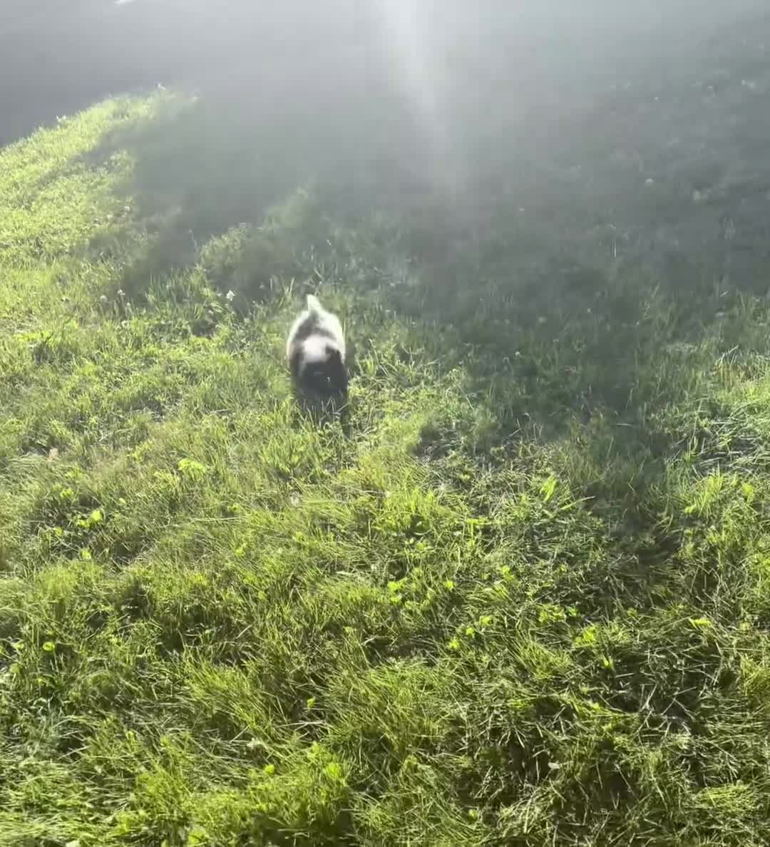 Chihuahua dogs for sale: Axel - Video 1
