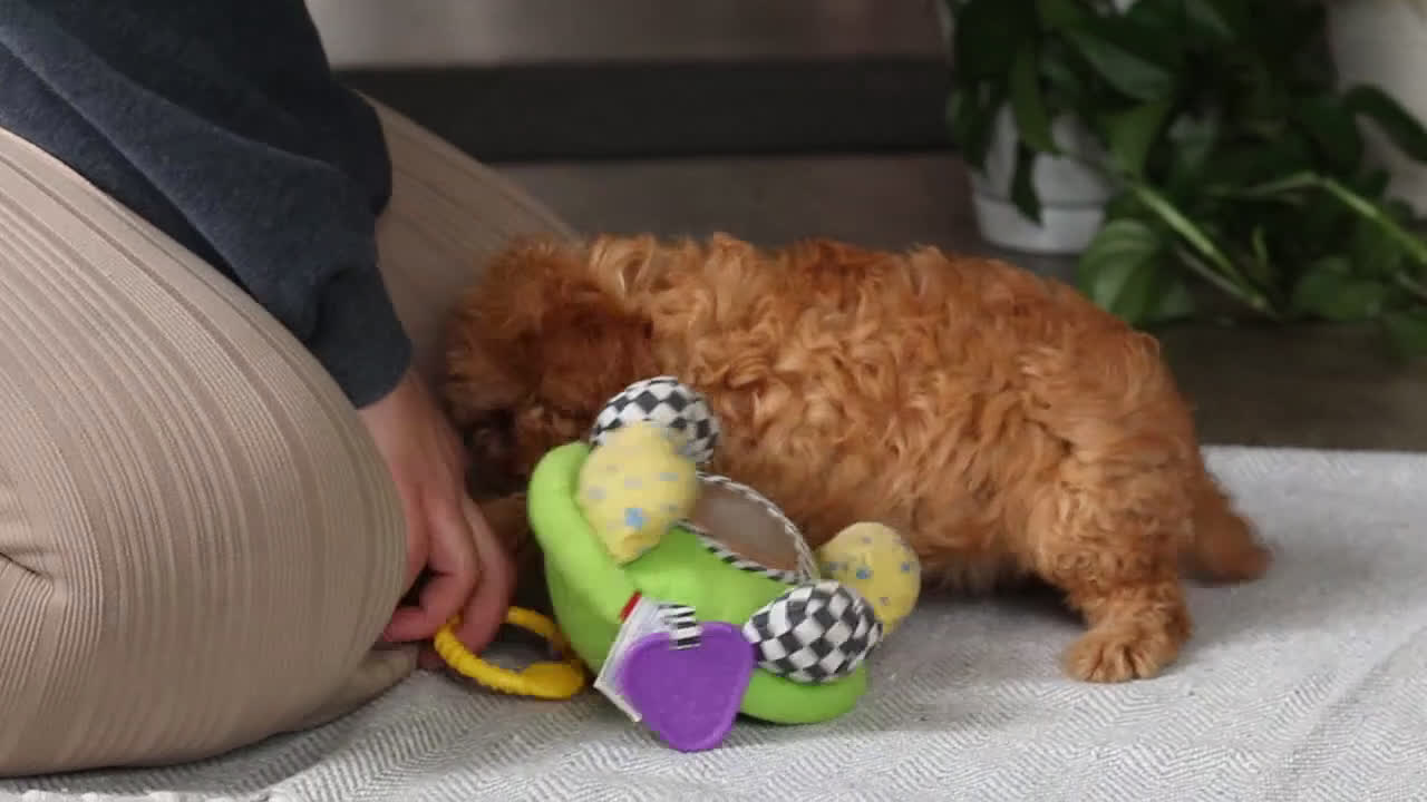 Cavapoo dogs for sale: Amelia - Video 1