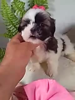 Shih Tzu dogs for sale: Alexa - Video 1