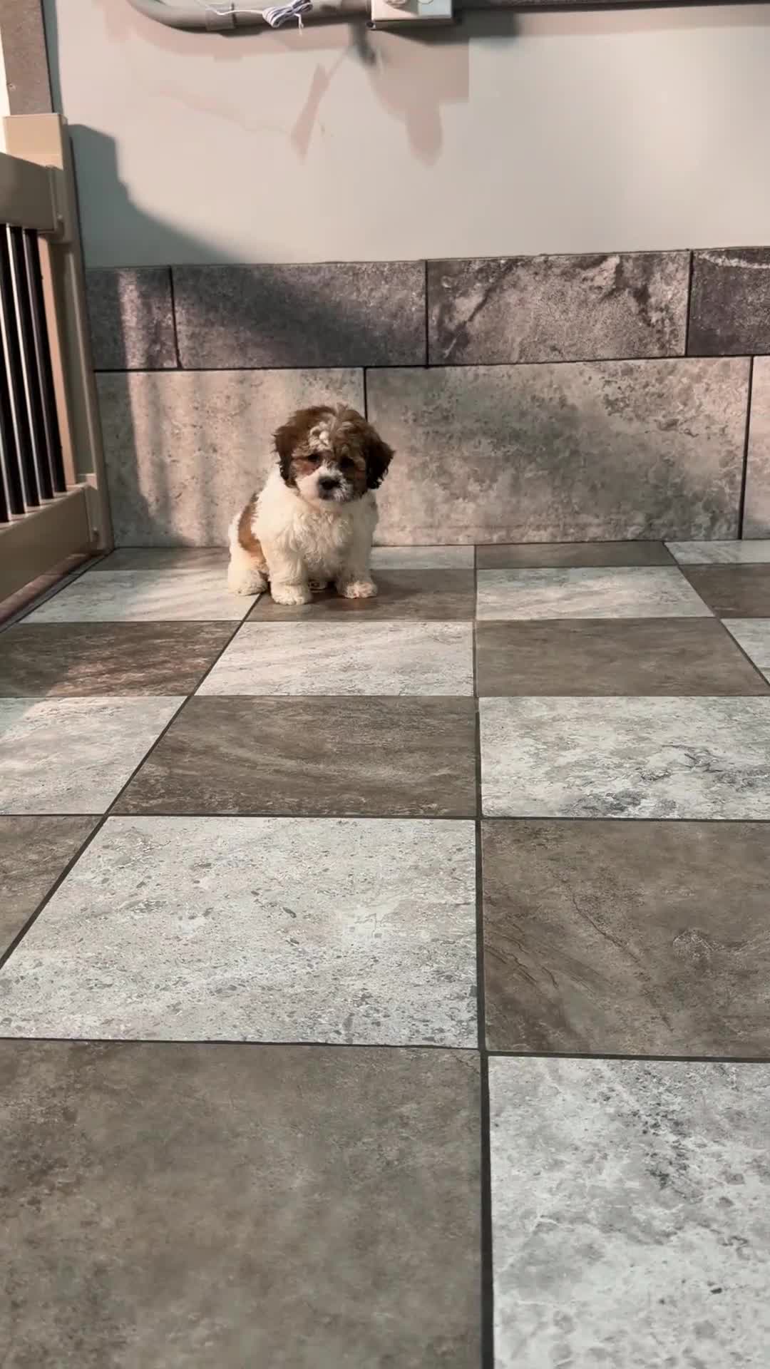 Teddy Bear dogs for sale: Axel - Video 1