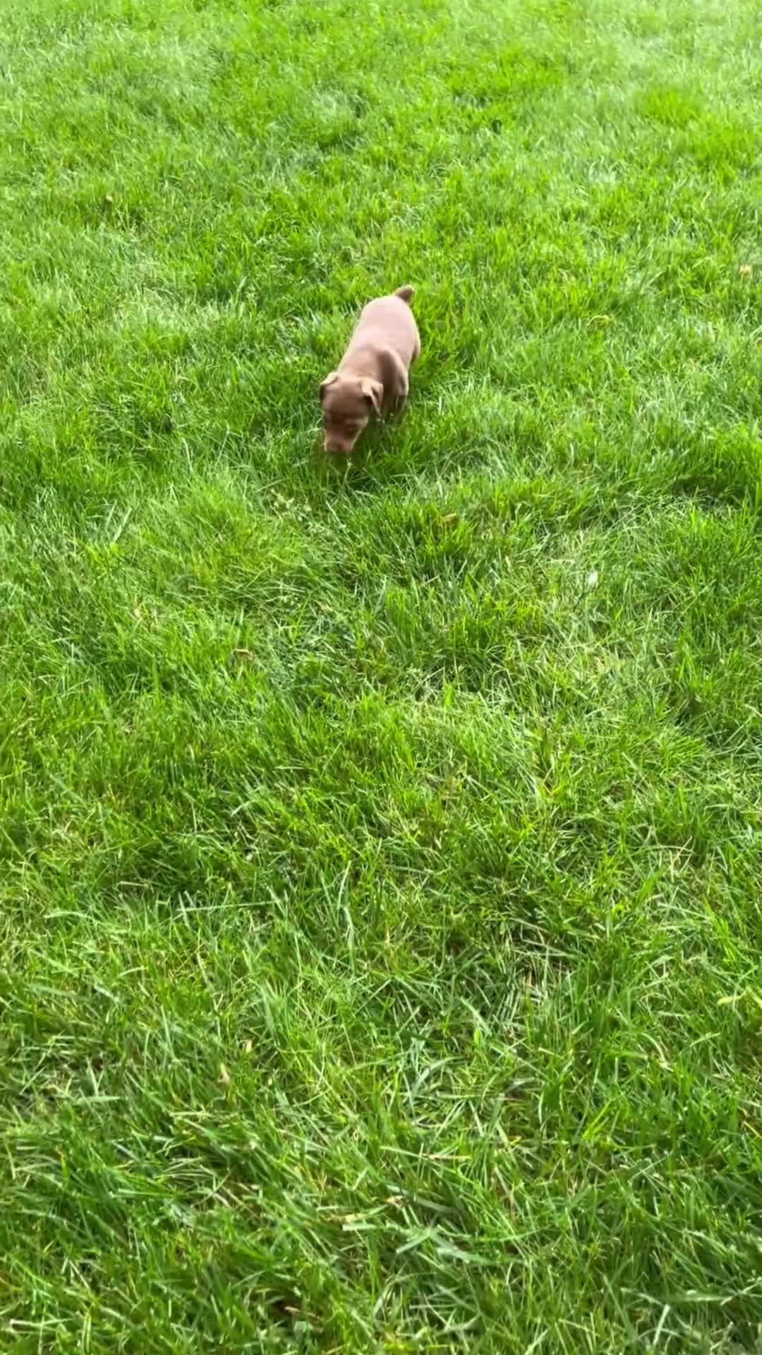 Miniature Pinscher dogs for sale: Sophie - Video 1