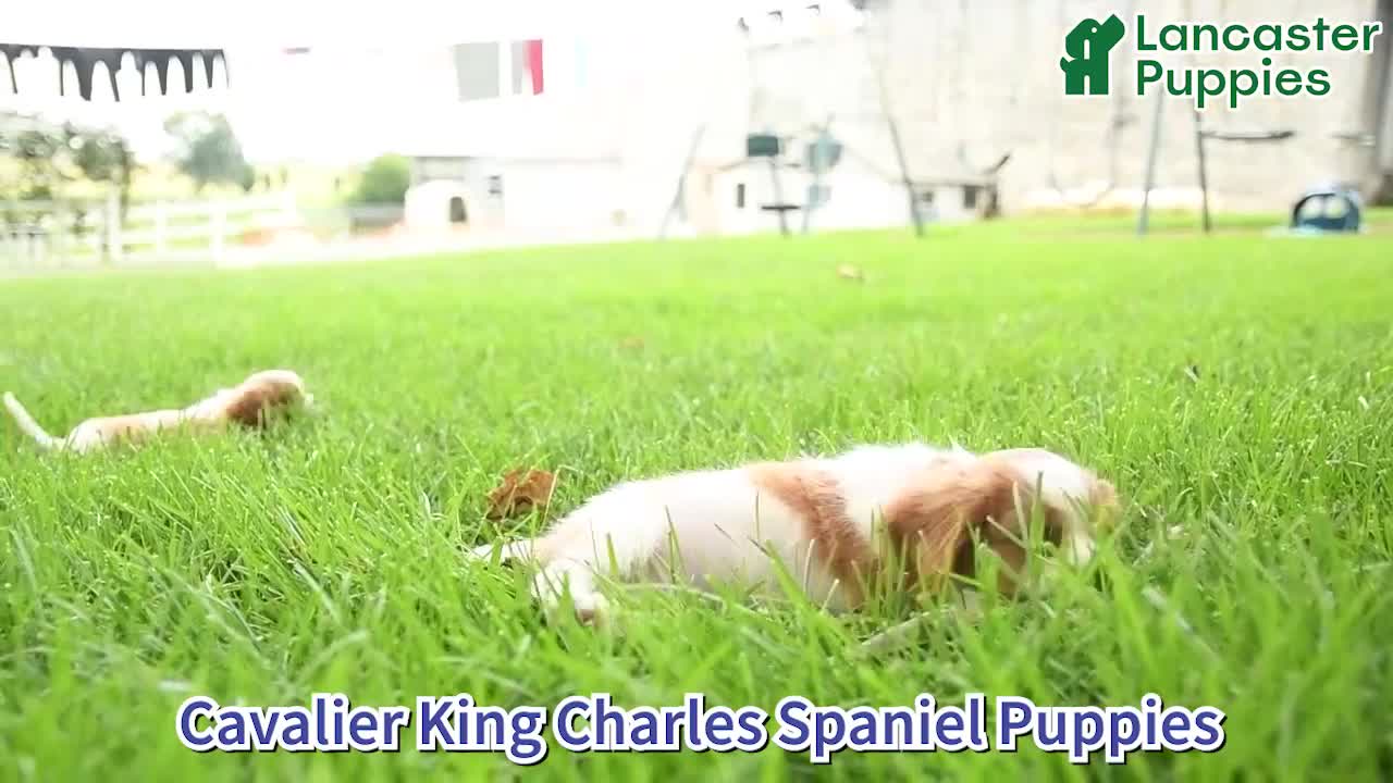 Cavalier King Charles Spaniel dogs for sale: Tommy - Video 1