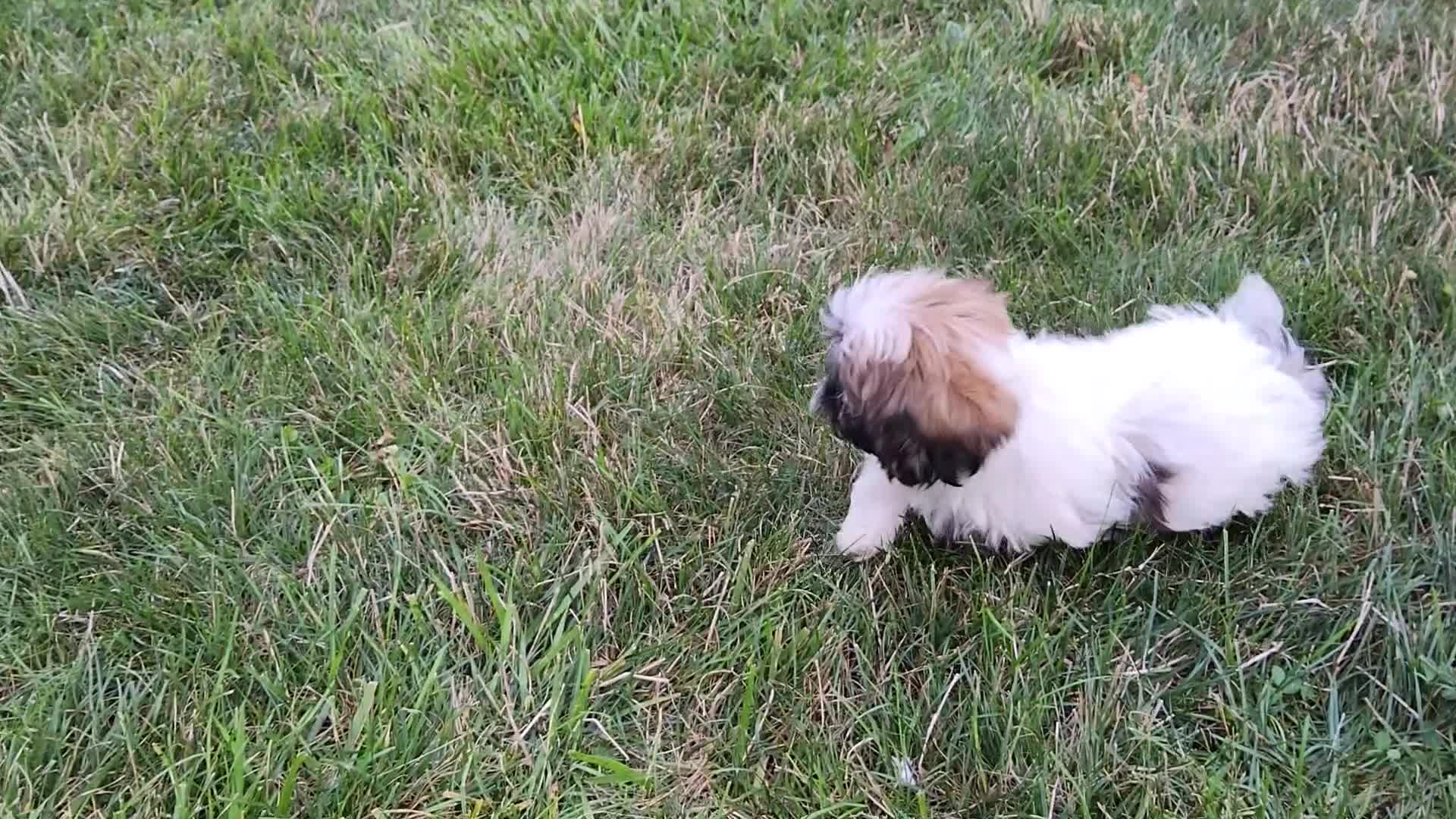 Shih Tzu dogs for sale: Amelia - Video 1