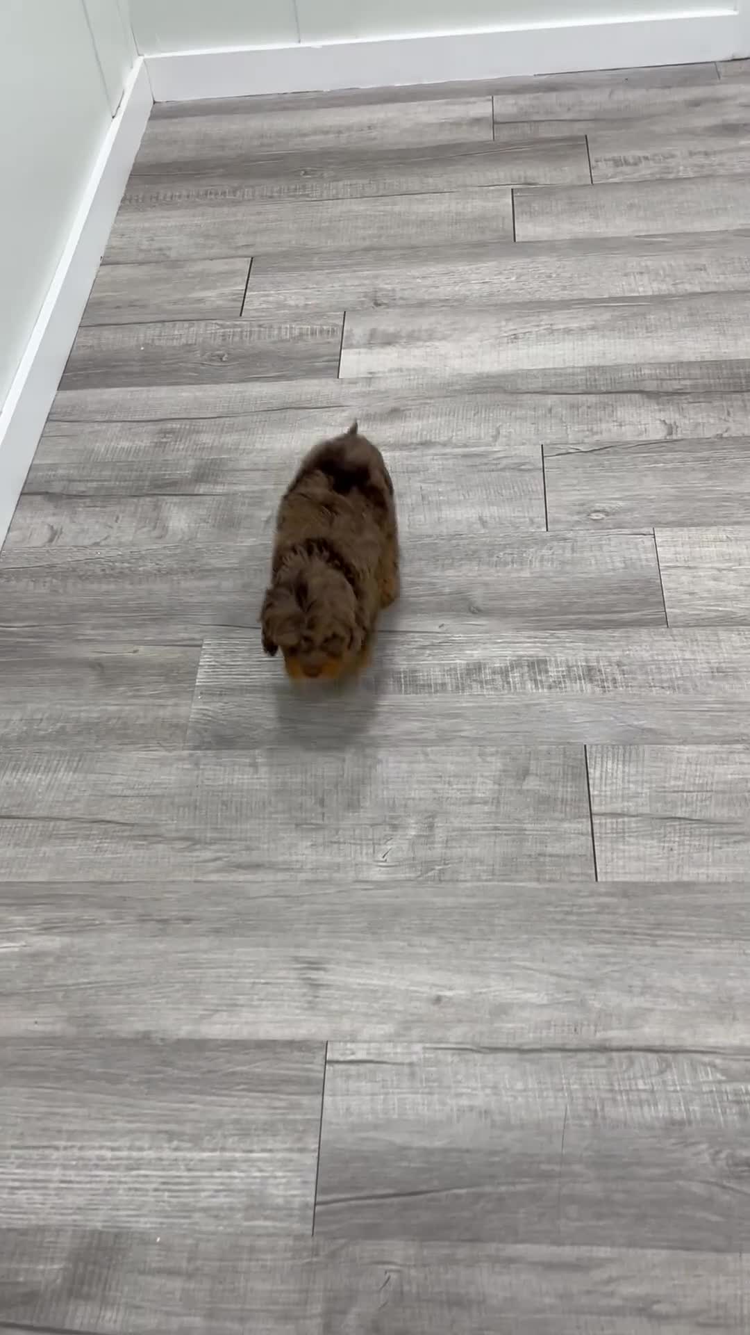 Cavapoo dogs for sale: Liberty - Video 1