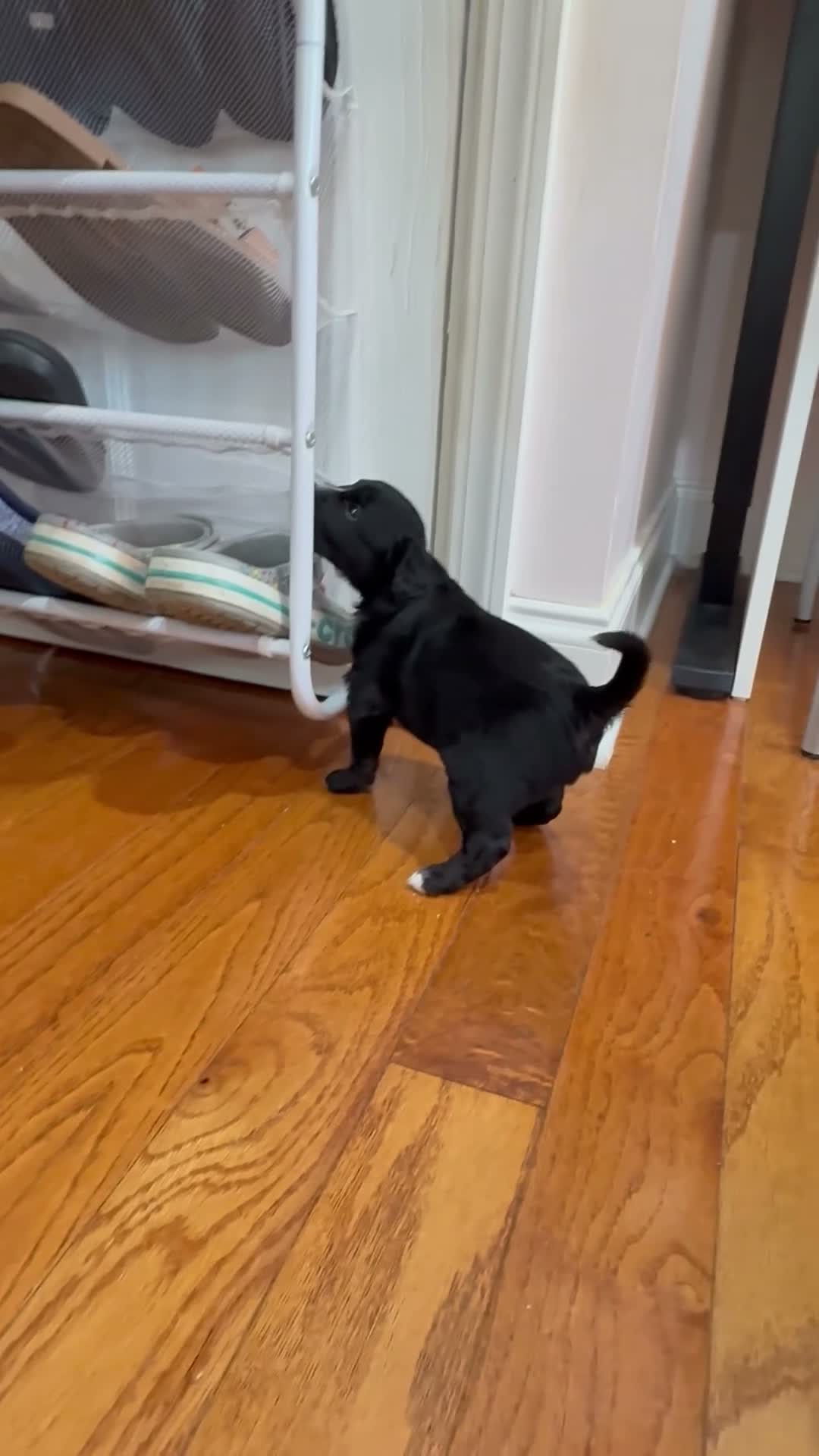 Mixed Breed dogs for sale: Zara  - Video 1