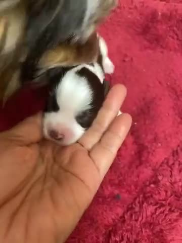 Yorkshire Terrier dogs for sale: Yorkshire Terrier 1 - Video 1