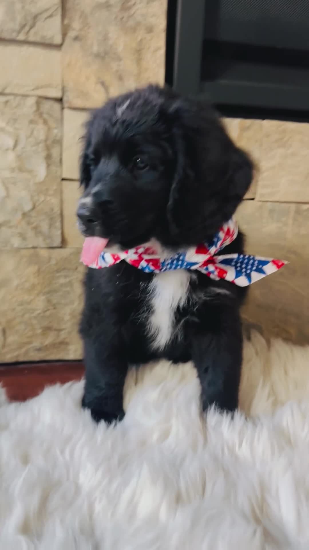 Mixed Breed dogs for sale: Fable - Video 1