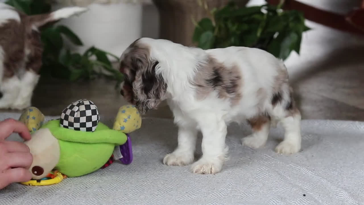 Cocker Spaniel dogs for sale: Willow - Video 3