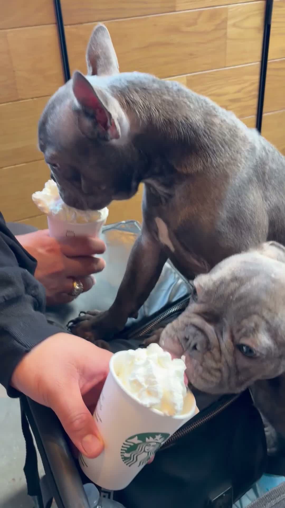 French Bulldog dogs for sale: Kilo  - Video 2