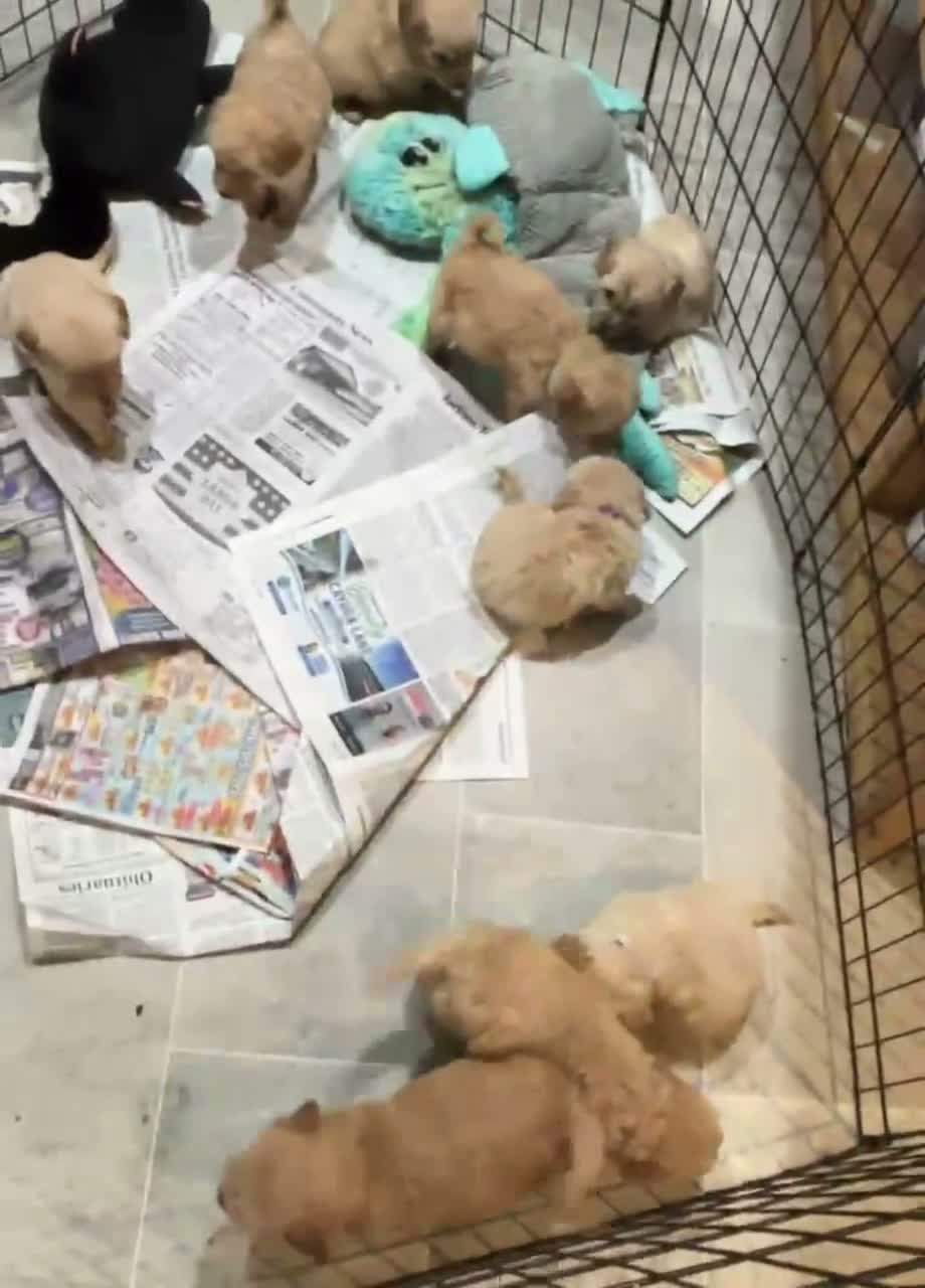 Mini Goldendoodle dogs for sale: Mini Goldendoodle 4 - Video 1