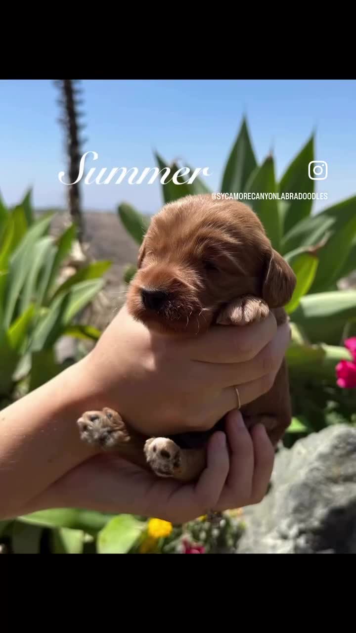 Australian Labradoodle dogs for sale: Reef - Video 2