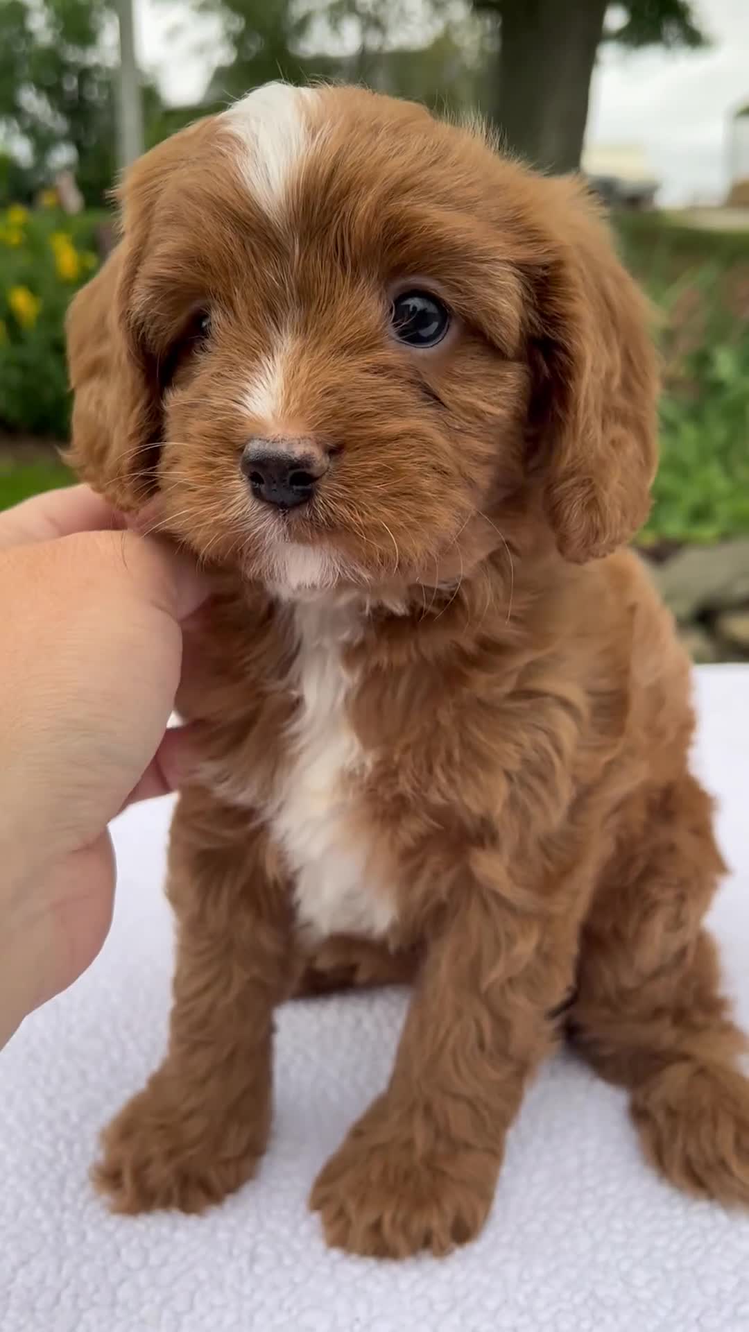 Cavapoo dogs for sale: Glory - Video 1