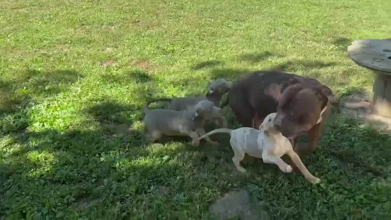 American Bully dogs for sale: American Bully 8 - Video 2