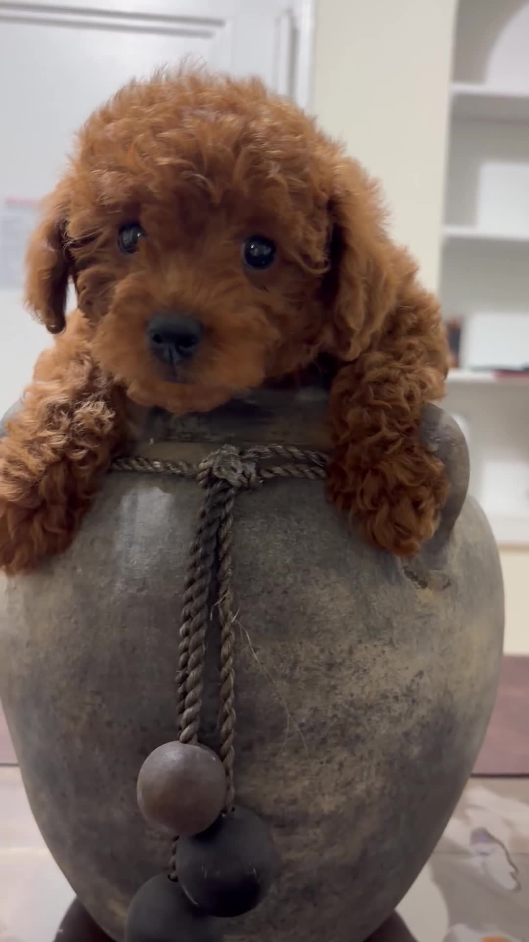 Toy Poodle dogs for sale: Jen - Video 1