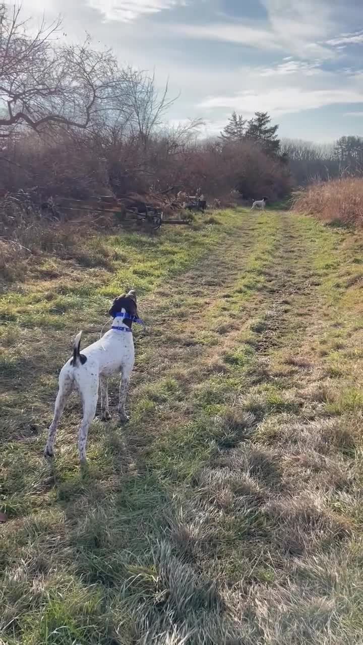 German Shorthaired Pointer dogs for sale: German Shorthaired Pointer Puppy 4 - Video 2