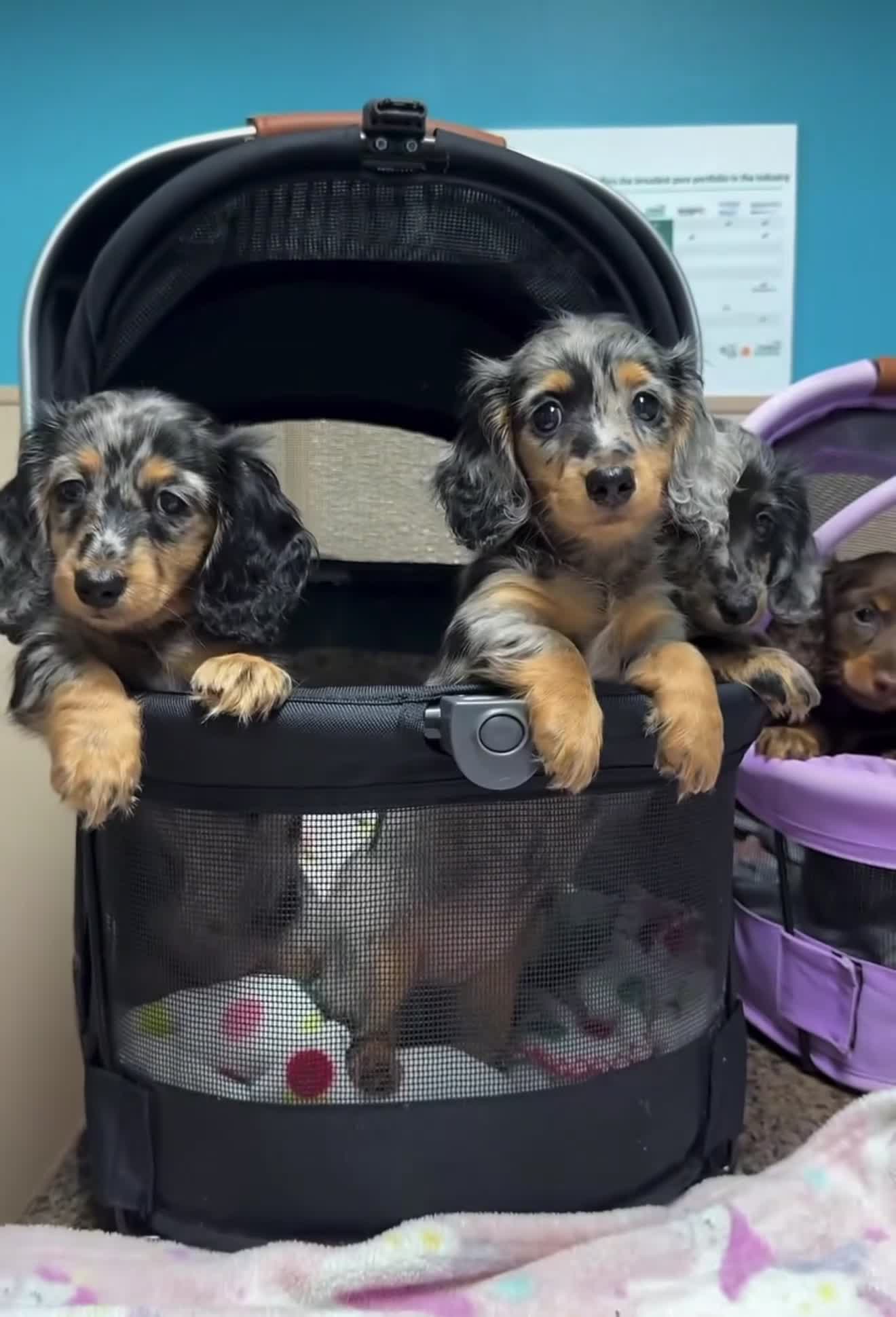 Miniature Dachshund dogs for sale: Daisy - Video 4