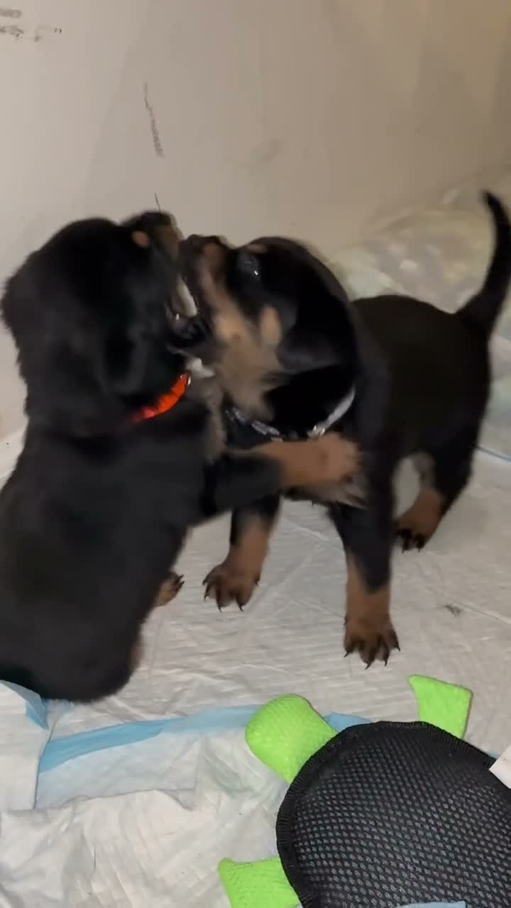 Rottweiler dogs for sale: Rottweiler 2 - Video 1