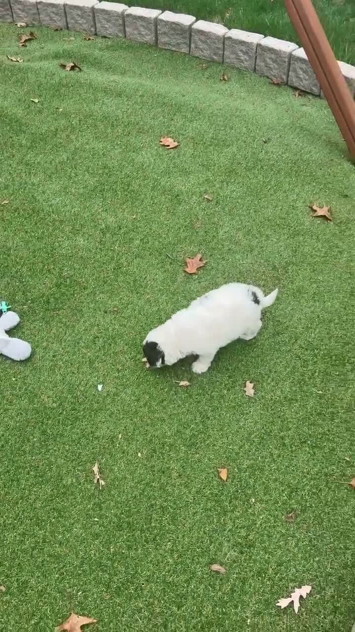 Aussiedoodle dogs for sale: Rio - Video 1