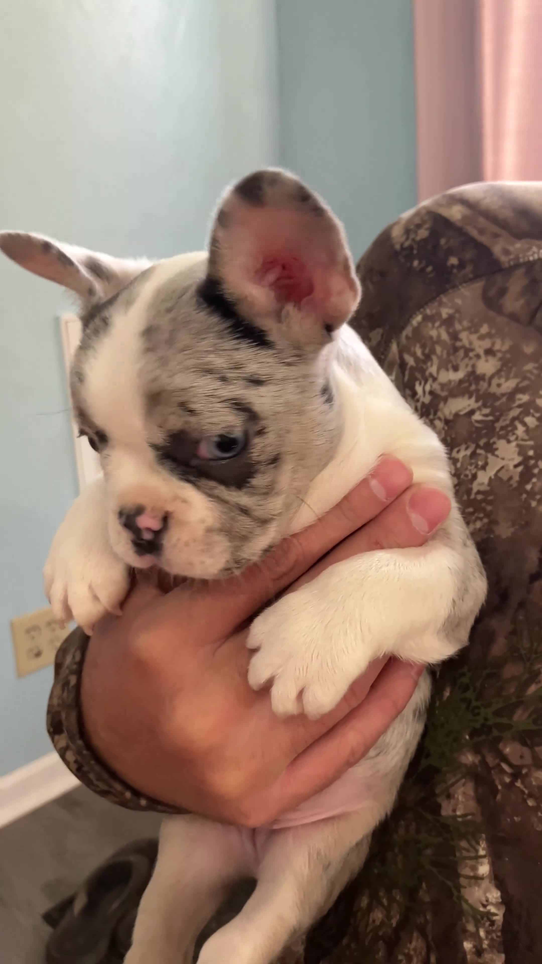 French Bulldog dogs for sale: Journey - Video 1